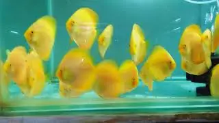 Solid Yellow - Yellow Diamond Discus Fish 3