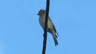 Grey bird with a tuft on his head sits on the wire