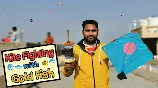 Kite Fighting with Indian Cotton manjha || Gold fish manjha