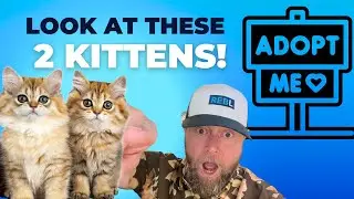 Find Your Furry Soulmate: Meet the Cutest Kitten Duo Ready for Adoption