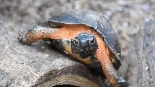 Understanding and Protecting Wood Turtles