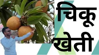 Sapota cultivation #agriculture #sapota #fruit #chiku #gadchirolinews @YouTube #krishi  #new