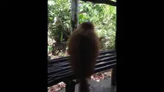 Uakari monkeys
