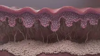 VEROZA POLYSHOT
