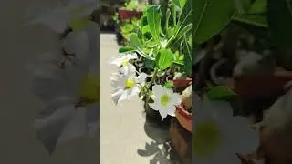White ADENIUM Single Petal Flower #AdeniumFlower #Adenium #Shorts