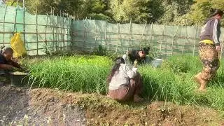 สาวลาวเก็บผักหอม คุณแม่บอกให้น้องโดล้าเอาผัว!!!