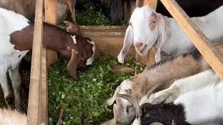 We are cleaning goats rooms #goat #cleaning #mottovlog #goatlovers