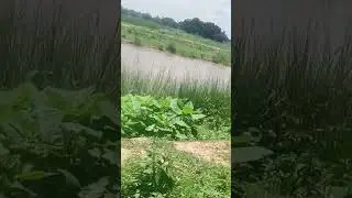 short video ###lifeinvlogs