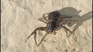 05 - Bark crab spiders, [Coriarachnini] tribe sp. Araignées-crabes, عناكب سلطعونية