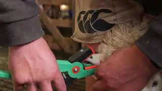 How to Tag Sheep Correctly (NZ) | Shearwell Sheep Tag Placement Guide