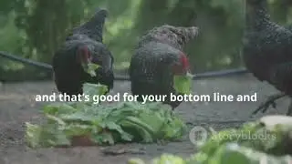 Exploring Sustainable Poultry Breeding Programs: Genetic Solutions for Productivity and Health.