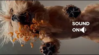 Dog Tries Dry Shrimp | ASMR Eating