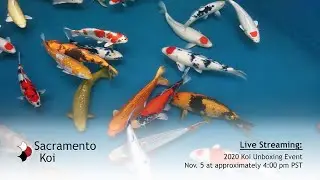 Live Koi Unboxing 2020 Part 1