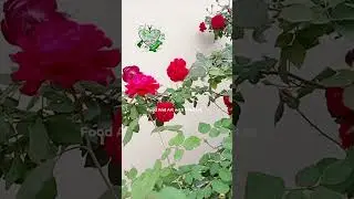 Beautiful Flower | Home Garden | Food And Art with Pakistan #shorts #shortsfeed #roseflower #garden