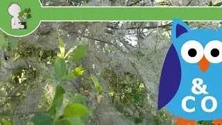 Pfaffenh&uuml;tchen-Gespinstmotte - Halbverschlungener Baum -  30.04.18 (Abt.: Tierisches & Co)