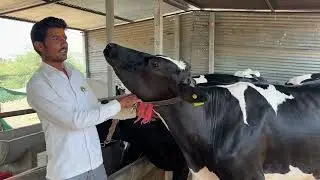 मिल्क चार्जरमुळे शेतकऱ्याचे वाचले १.१ लाख रु. १.५ महिन्यात गाय राहिली गाभण,सोबतच वाढले ५ लिटर दूध ‼️