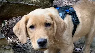 Rough Trail - A Red River Gorge  Hiking Adventure 