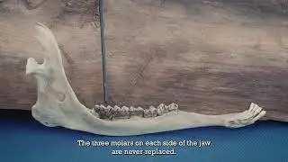 Using teeth to age deer