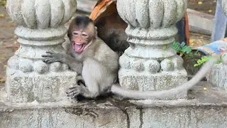 Little Monkey Emilo look so feel sad Mama Monkey Emila came to hug and comfort him