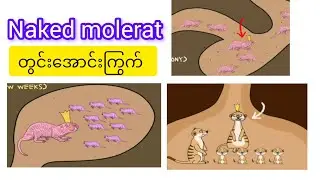 Naked molerat