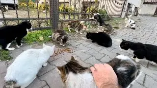 Stray Cats Surrounded Me For FOOD