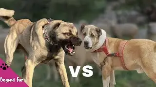 Boz Shepherd vs Afghan Kuchi-Fight Comparison