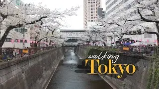 Walking Tokyo &ndash; A Cherry Blossom 