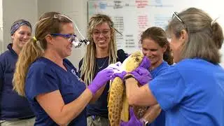 A Career in Aquatic Animal Medicine
