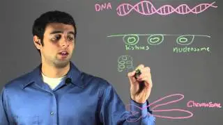 Explaining the Formation of a Chromosome From DNA : Biology & DNA