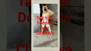 Doddava Doddava Dose kodu || Gilli Viral song ||