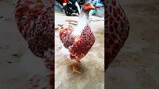 Fancy Chicken  Farm 🐓 Jorge Agro  🦚  #shorts