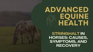 Stringhalt in Horses: Causes, Symptoms, and Recovery