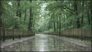 Night Rain Drifting Through Green Woodland | Gentle Nature Soundscape for Sleep and Meditation Music