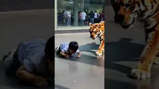 Tiger Rescues Child Who Fell Into Zoo Enclosure