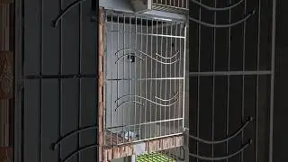 Windows Steel  grill fitting #viral #viralvideo #trending #steelshiksha
