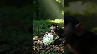 Curious Monkey Reflection