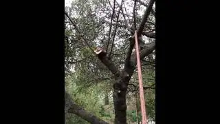 SRT  Hitch Hiker live oak mistletoe removal