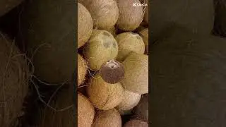 Coconut #magic #shorts