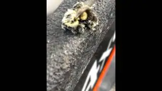 Bee covered in pollen
