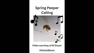 Spring Peeper (Pseudacris crucifer) Calling