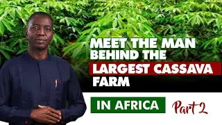 The Cassava value chain of the Niji Farms