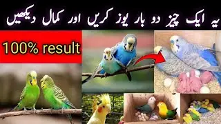 Birds breeding tips in urdu | ye aik chese use karen aur kamal dekhen | budgies, lovebirds, cocktail