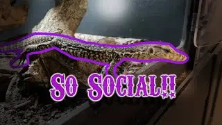 Baby Monitor Update: How To Socialize Your Water Monitor
