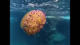 Swimming with a huge fried egg jellyfish 