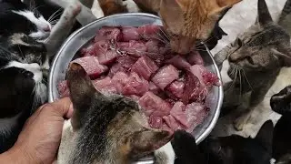 Cats Eating Raw fish
