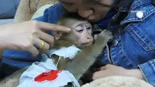 Monkey Baby Mori!! Pity Face Mori So Much Sleepy But Don't Sleep