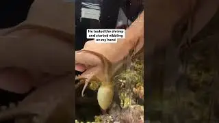 Octopus Bites My Hand