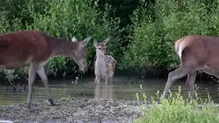 Dawn with red deer calves