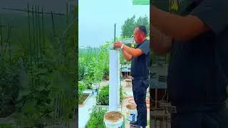 No Space Try Vertical Gardening!