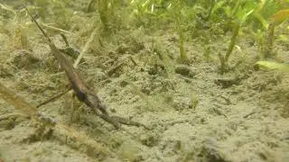 湿地で見つけたタイコウチ Laccotrephes japonensis